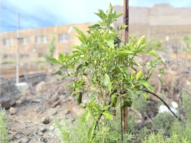 Undeveloped Land for sale in Güímar - € 105,000 (Ref: 9008362)