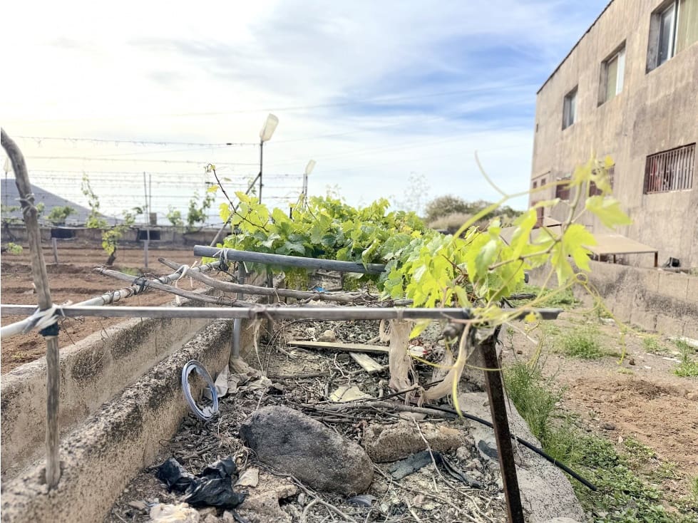 Grunde uden byggetilladelser til salg i Guimar - € 105.000 (Ref: 9008362)