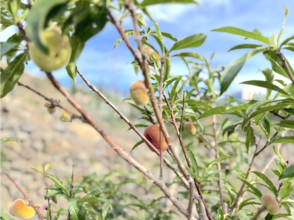 Grunde uden byggetilladelser til salg i Guimar - € 105.000 (Ref: 9008362)