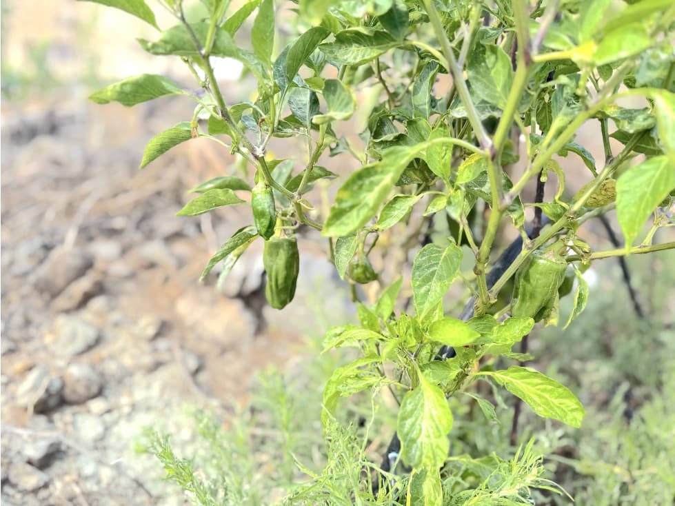 Grunde uden byggetilladelser til salg i Guimar - € 105.000 (Ref: 9008362)