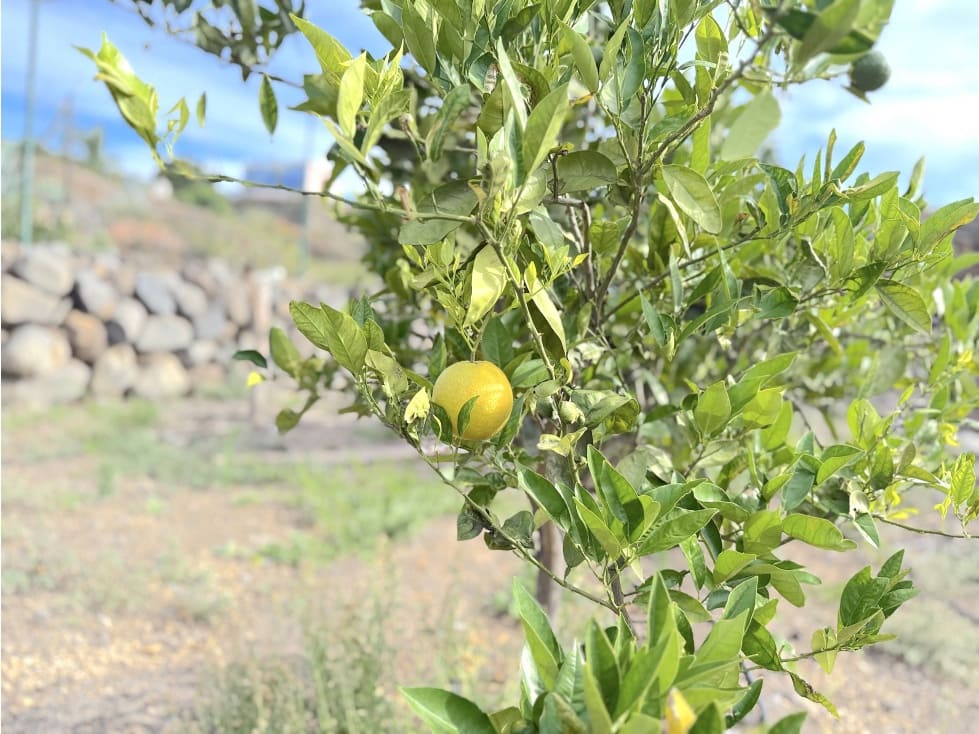 Grunde uden byggetilladelser til salg i Guimar - € 105.000 (Ref: 9008362)