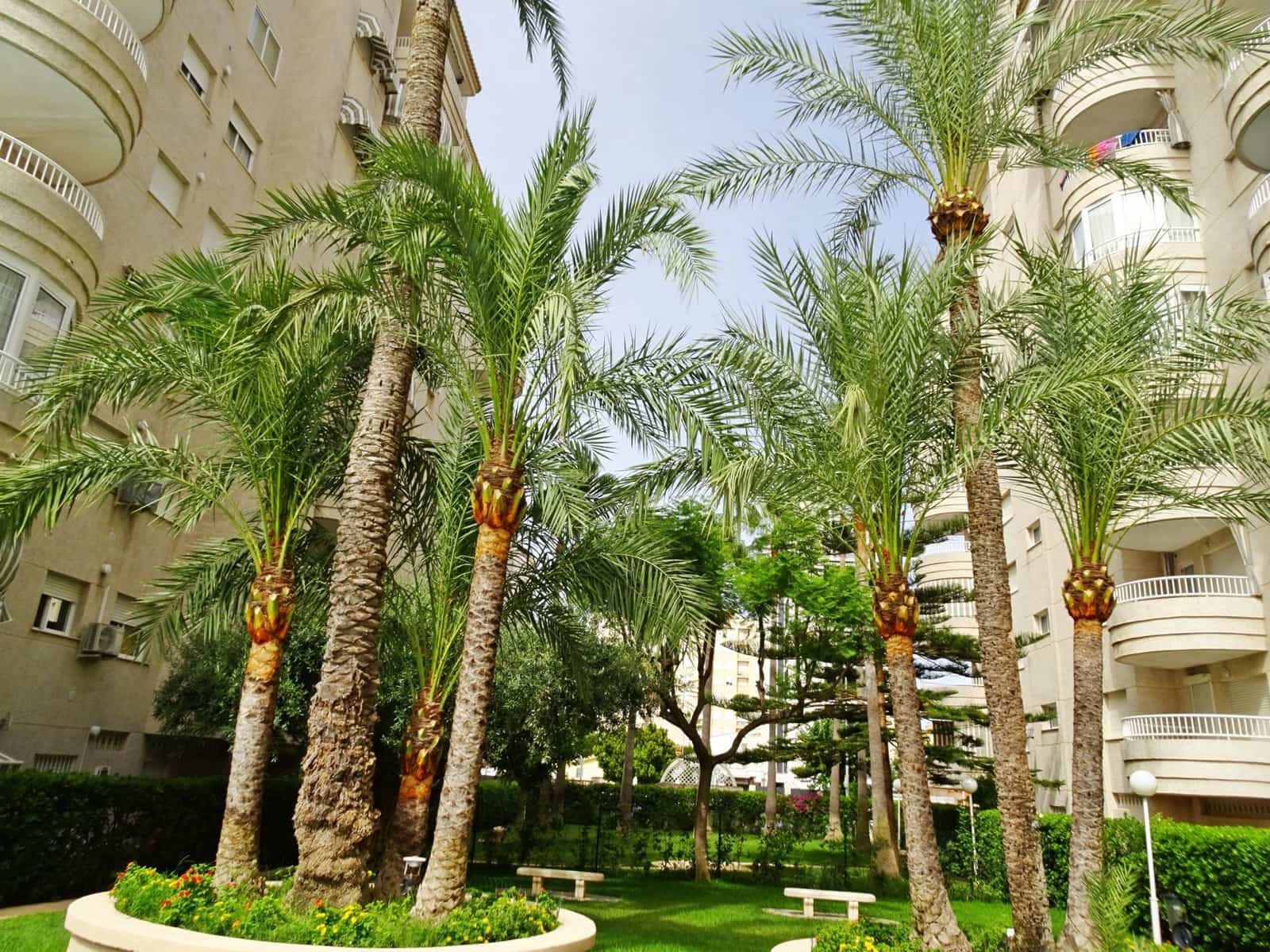 2 soveværelse Strandlejlighed til leje i Gandia med swimmingpool garage - € 550 (Ref: 8241071)