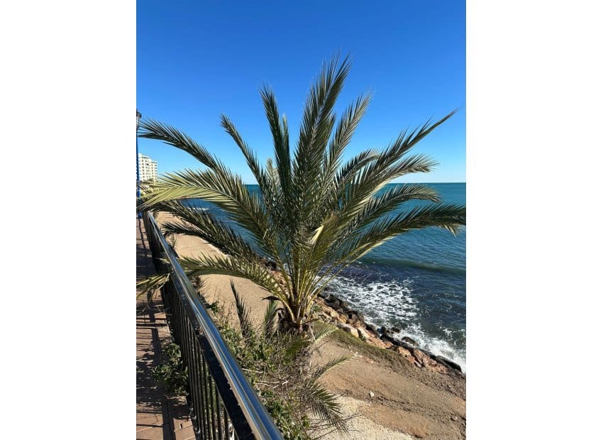 2 sovrum Lägenhet till salu i Punta Prima med pool - 239 995 € (Ref: 10019995)