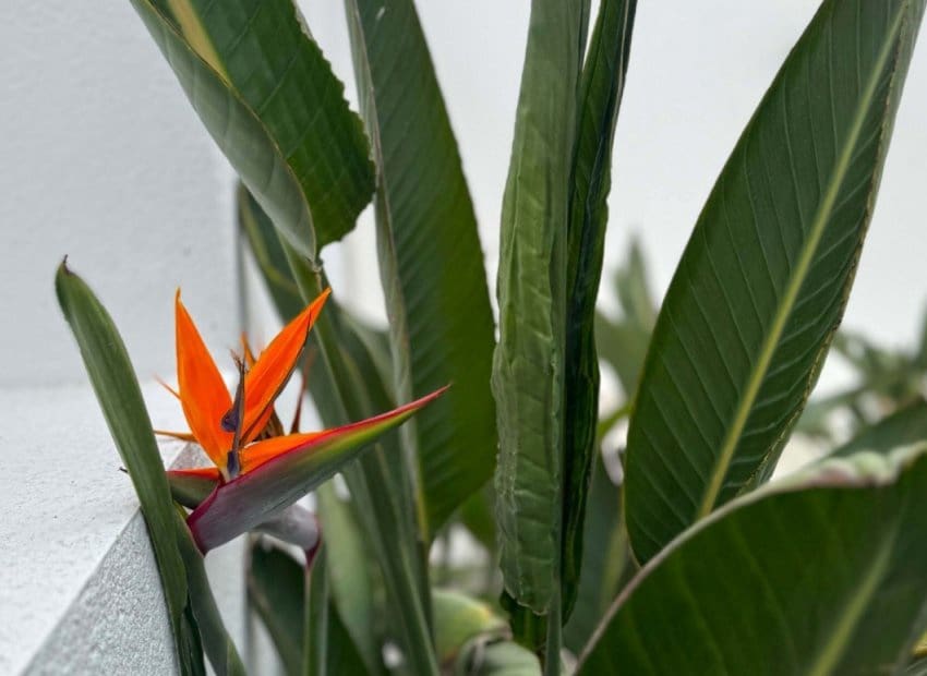 Chalet de 4 habitaciones en Los Balcones en venta con piscina - 495.000 € (Ref: 8829978)