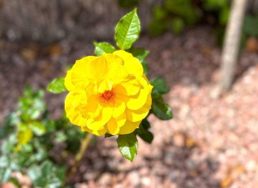 2 slaapkamer Appartement te koop in Orihuela Costa met zwembad - € 182.000 (Ref: 8939209)