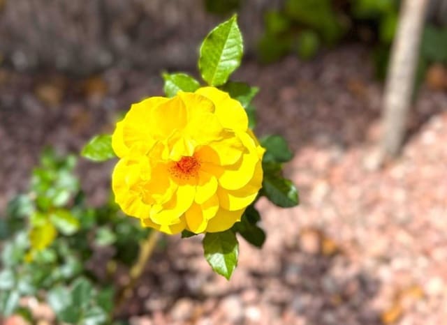 2 slaapkamer Appartement te koop in Zeniamar - Horizonte - La Campana, Orihuela met zwembad - € 182.000 (Ref: 8939209)