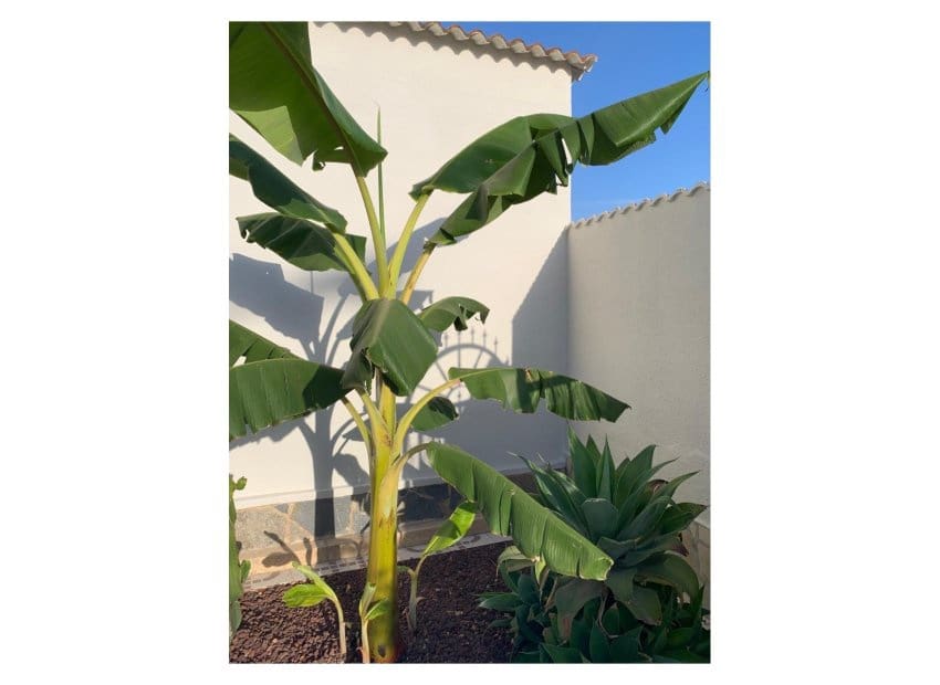 Chalet de 4 habitaciones en Ciudad Quesada en venta con piscina - 530.000 € (Ref: 9136298)