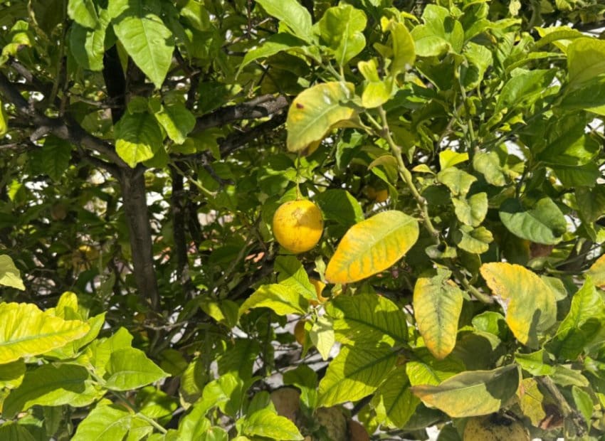 3 bedroom Villa for sale in Torrevieja with pool - € 399,000 (Ref: 9211324)