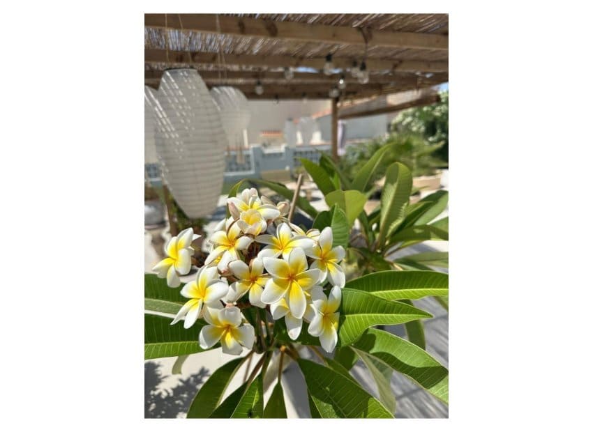 3 soverom Villa til salgs i San Luis med svømmebasseng - € 645 000 (Ref: 9489990)