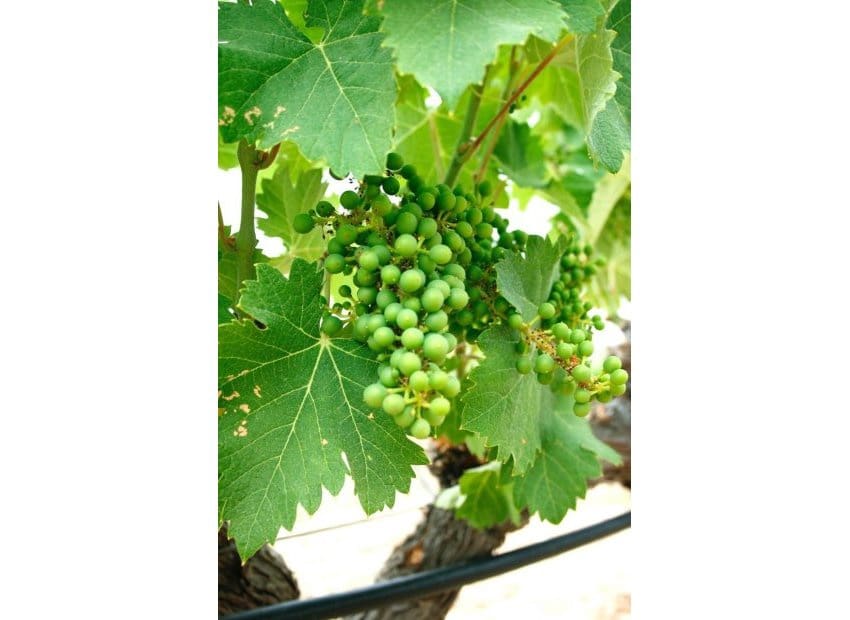 Chalet de 6 habitaciones en Yecla en venta con piscina - 800.000 € (Ref: 9528614)