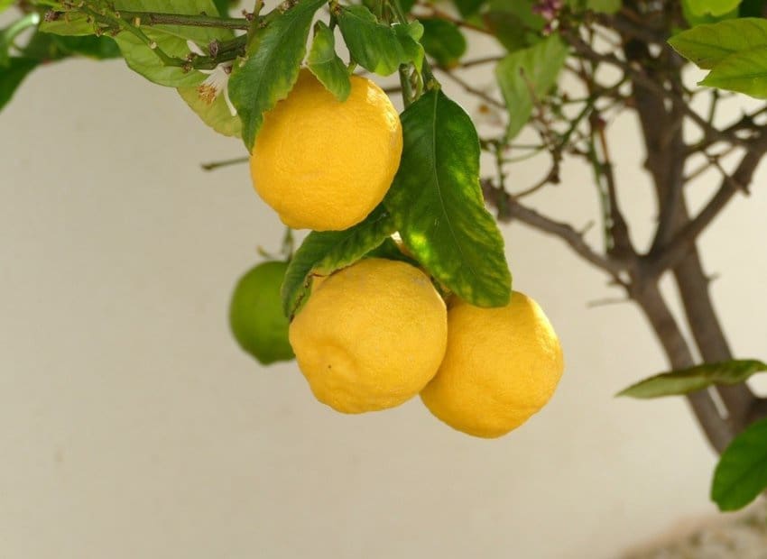 4 quarto Moradia para venda em Benijofar com piscina - 675 000 € (Ref: 9722689)