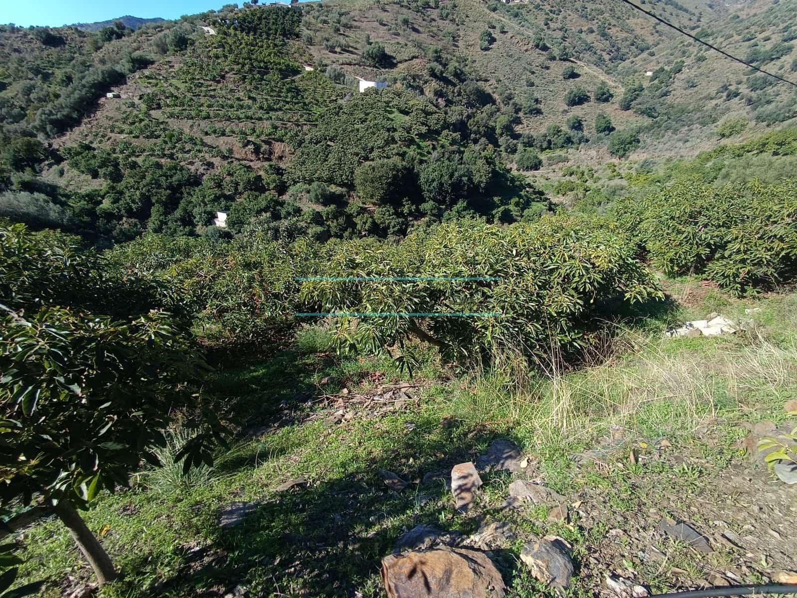 Mark till salu i Sayalonga - 300 000 € (Ref: 8705207)