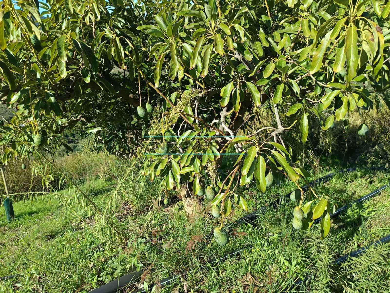 Mark till salu i Sayalonga - 300 000 € (Ref: 8705207)