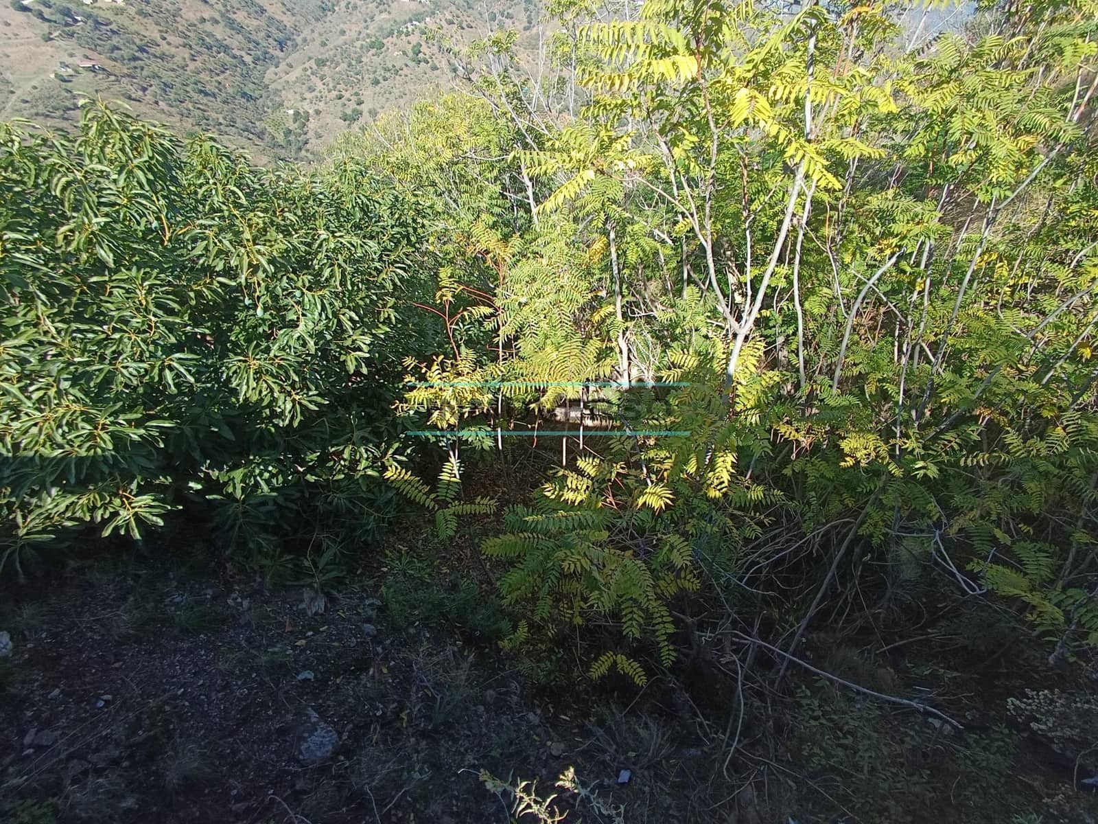 Mark till salu i Sayalonga - 300 000 € (Ref: 8705207)