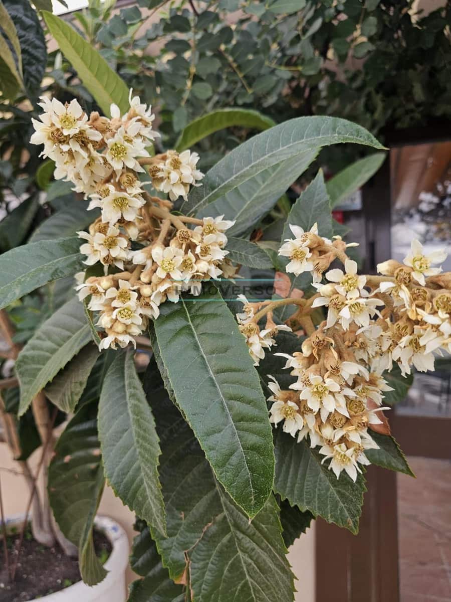 3 soverom Villa til salgs i Alcaucin - € 350 000 (Ref: 8784071)