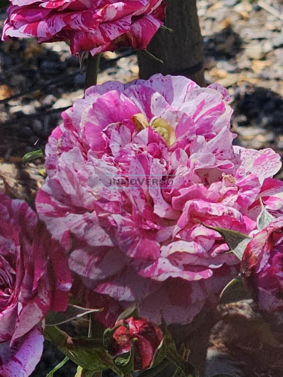 2 chambre Finca/Maison de Campagne à vendre à Iznate - 74 000 € (Ref: 8976087)