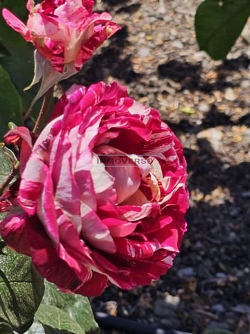 2 sovrum Finca/Hus på landet till salu i Iznate - 74 000 € (Ref: 8976087)