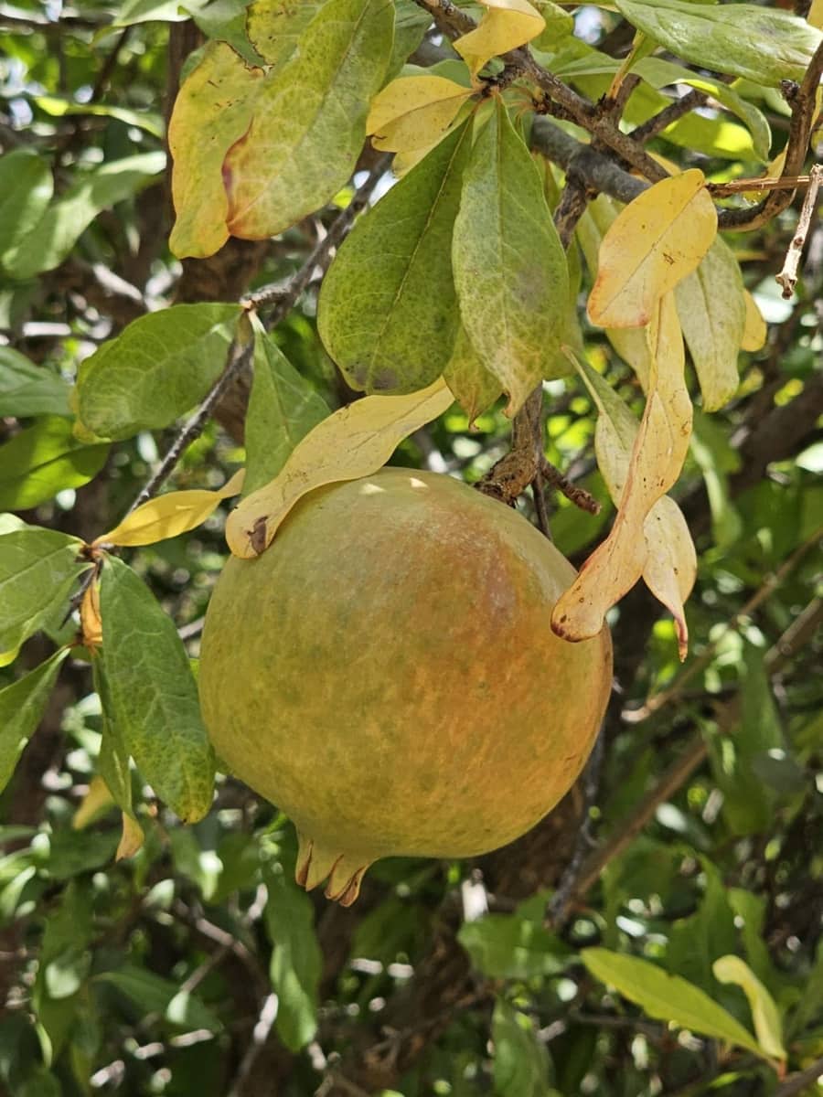 2 chambre Finca/Maison de Campagne à vendre à Iznate - 74 000 € (Ref: 8976087)