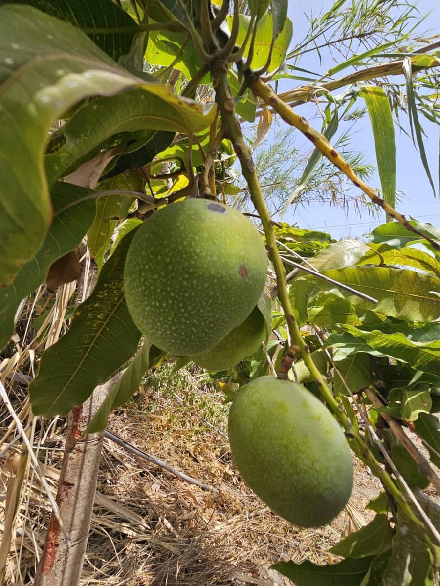 2 chambre Finca/Maison de Campagne à vendre à Iznate - 74 000 € (Ref: 8976087)