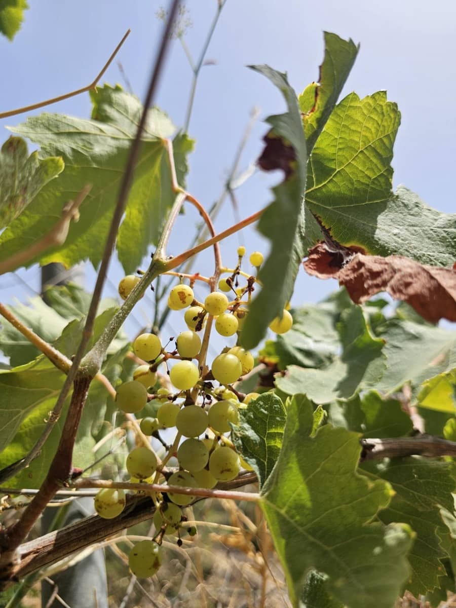 2 chambre Finca/Maison de Campagne à vendre à Iznate - 74 000 € (Ref: 8976087)