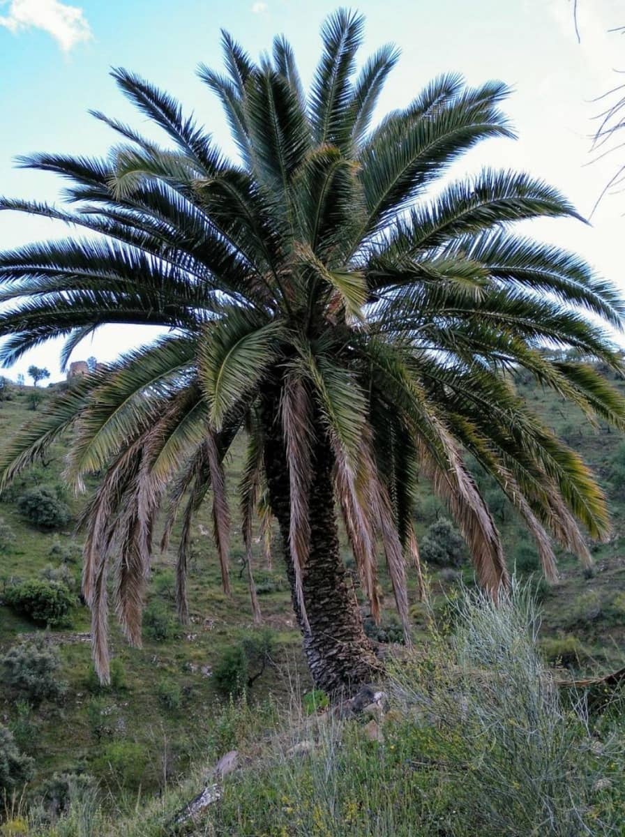 Grunde uden byggetilladelser til salg i Moclinejo - € 168.000 (Ref: 9106449)