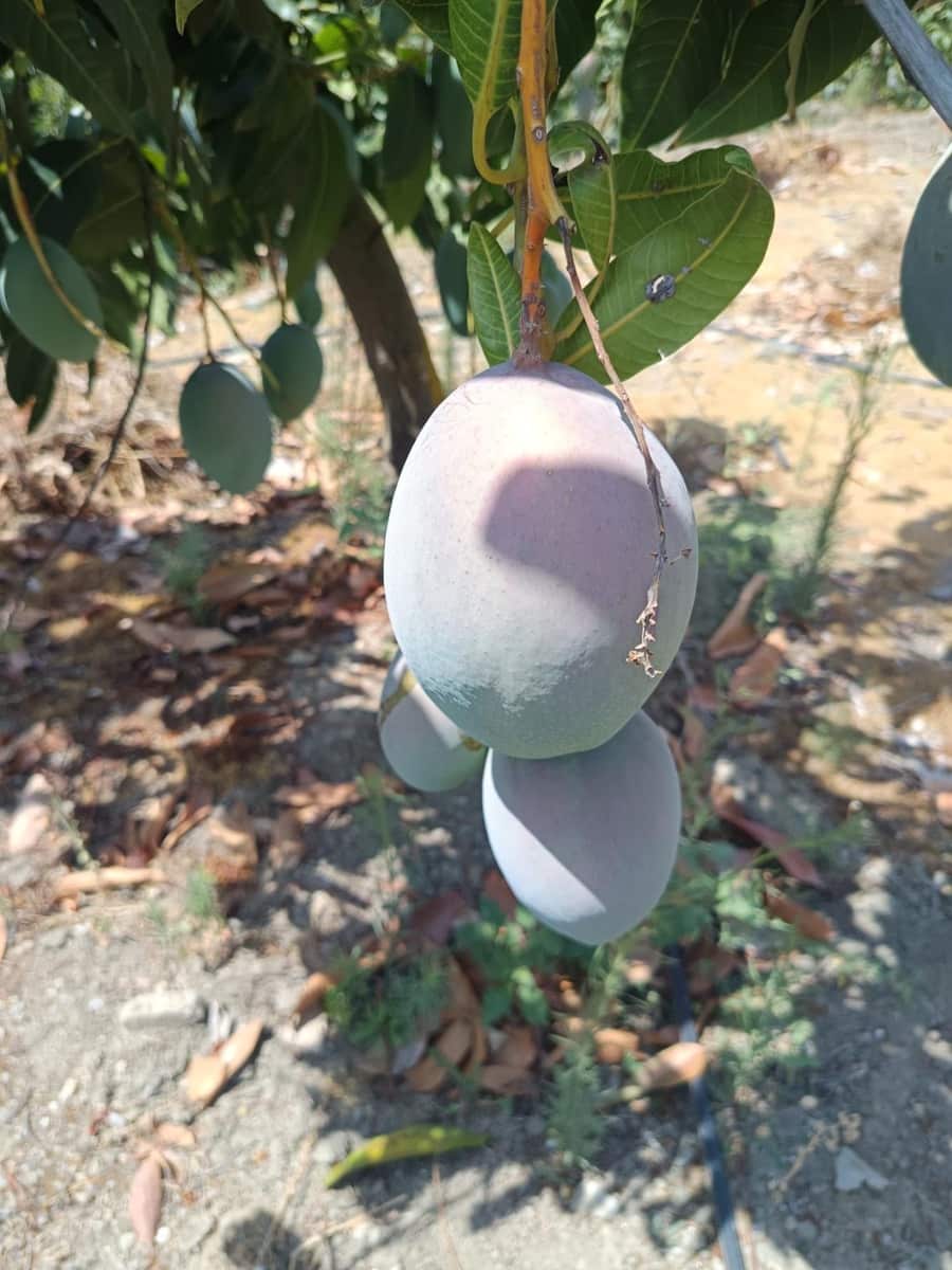 Finca/Herregård til salgs i Almachar - € 195 000 (Ref: 9167326)