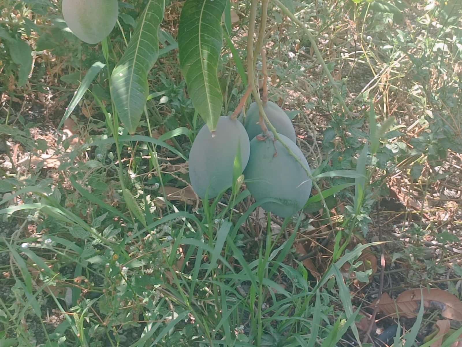 Finca/Herregård til salgs i Almachar - € 195 000 (Ref: 9167326)