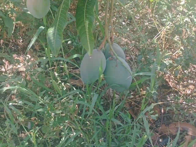 Finca/Maison de Campagne à vendre à Almáchar - 195 000 € (Ref: 9167326)