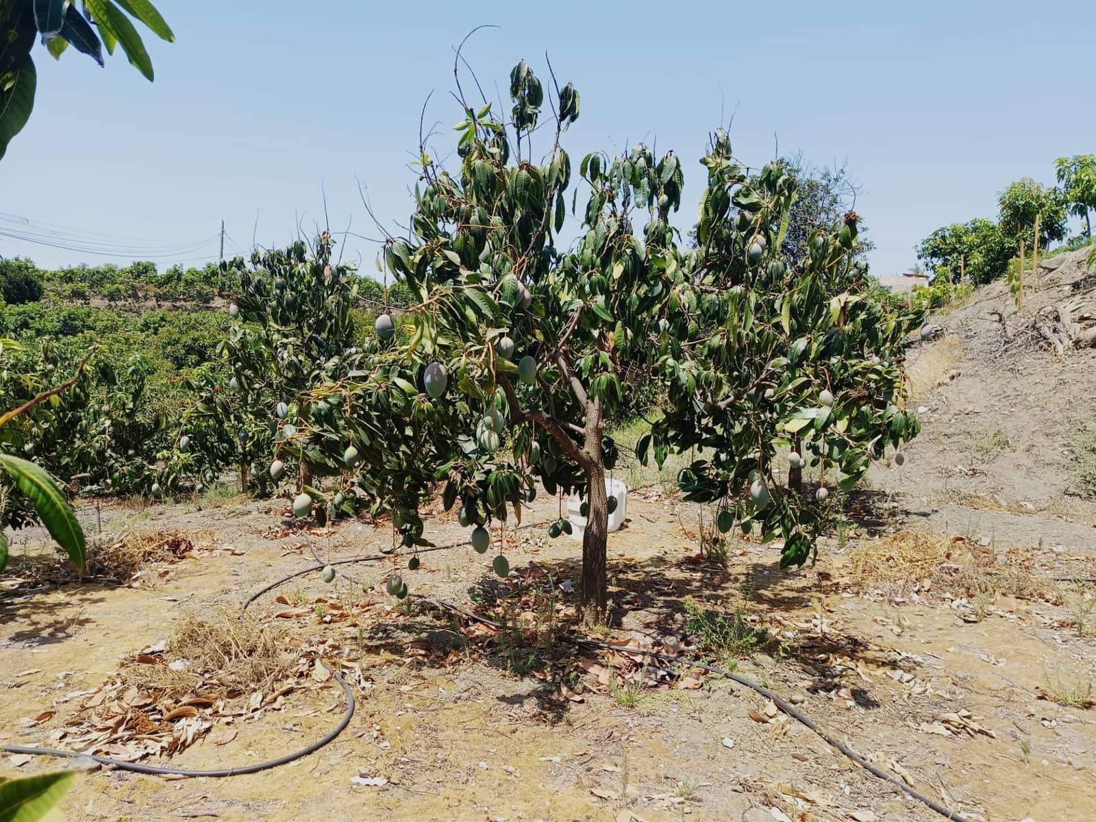 Finca/Herregård til salgs i Almachar - € 195 000 (Ref: 9167326)