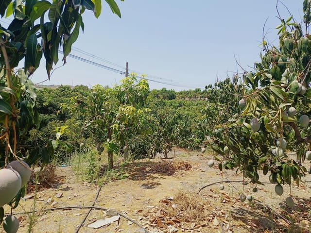 Finca/Maison de Campagne à vendre à Almáchar - 195 000 € (Ref: 9167326)