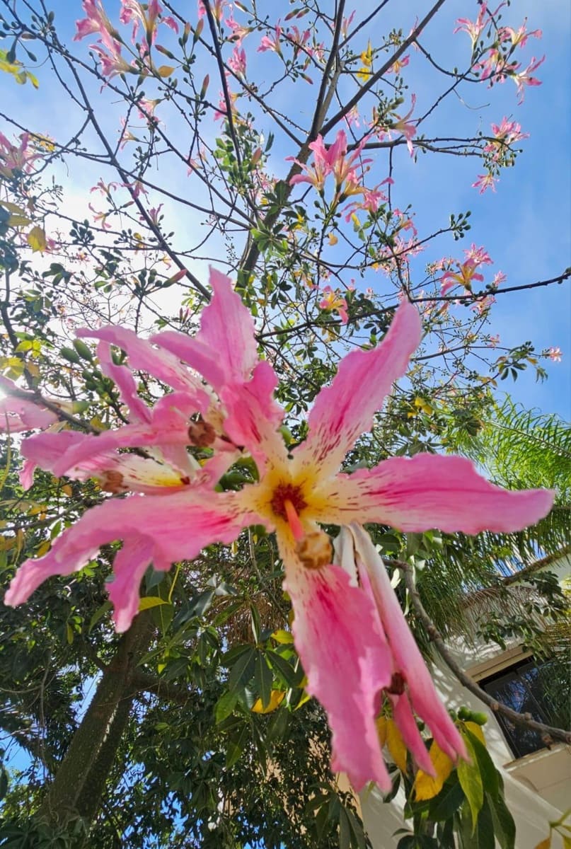 2 chambre Finca/Maison de Campagne à vendre à Vinuela - 85 000 € (Ref: 9255225)