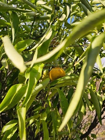 1 soveværelse Finca/Landehus til salg i Iznate - € 139.000 (Ref: 9262518)