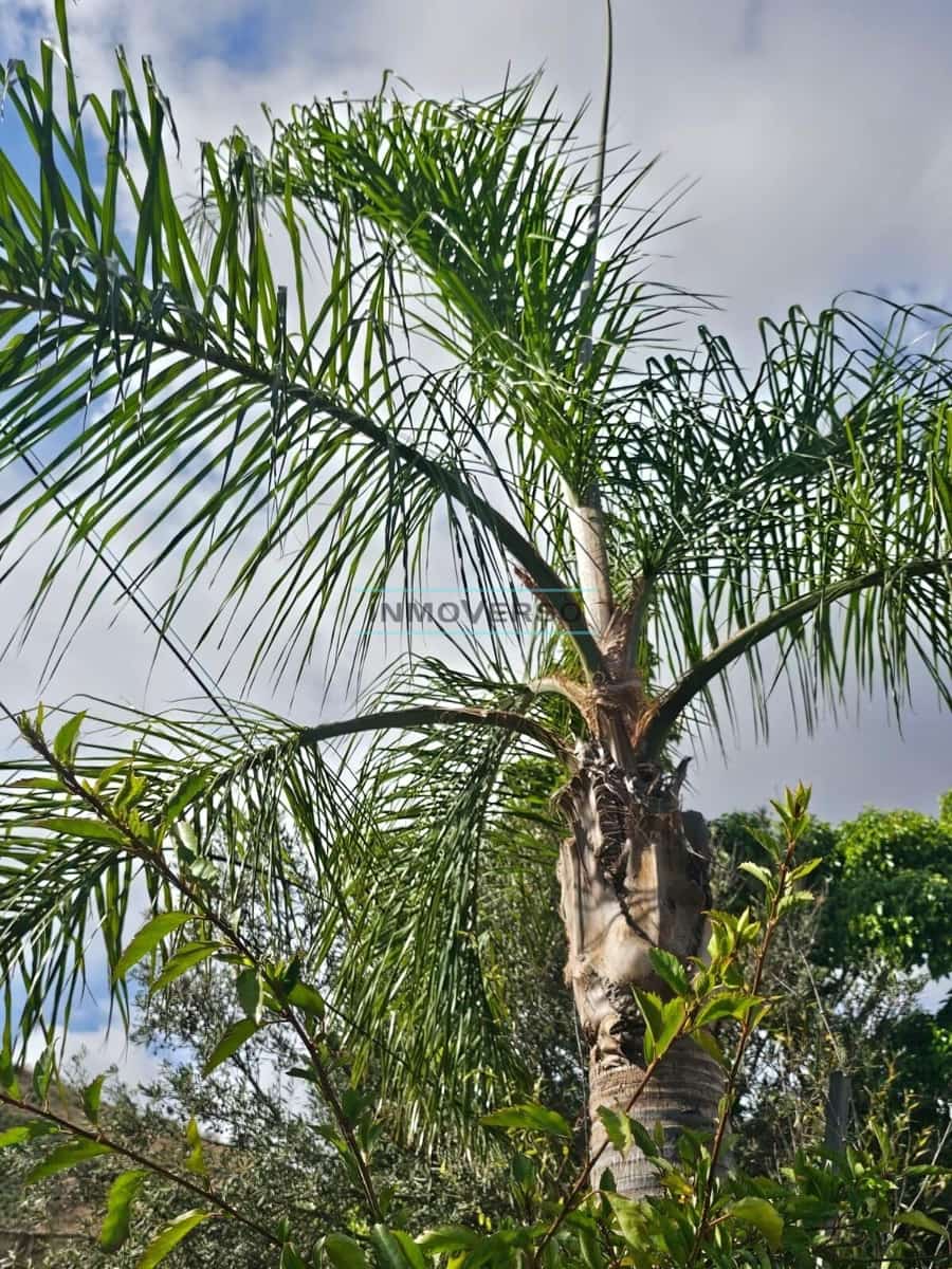 1 soveværelse Finca/Landehus til salg i Iznate - € 139.000 (Ref: 9262518)