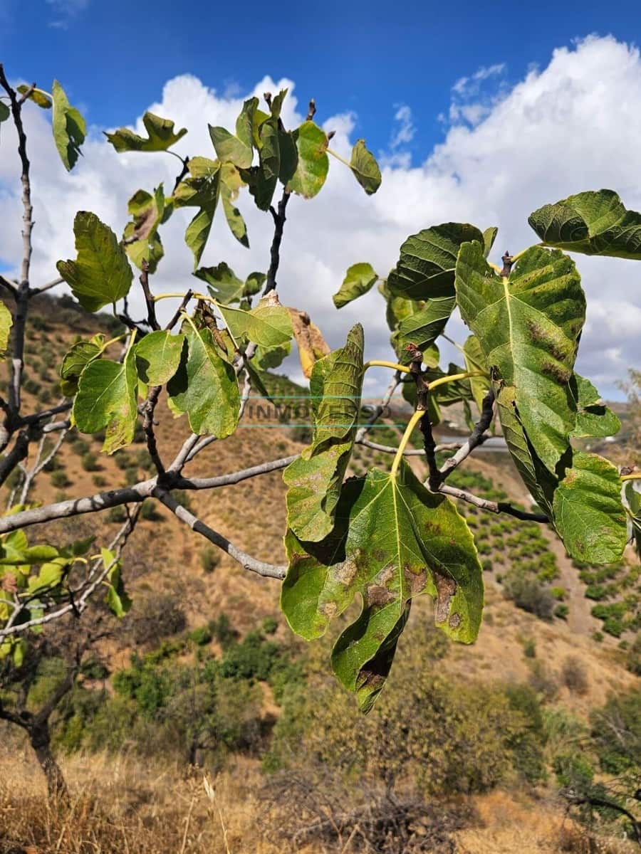 1 soveværelse Finca/Landehus til salg i Iznate - € 139.000 (Ref: 9262518)