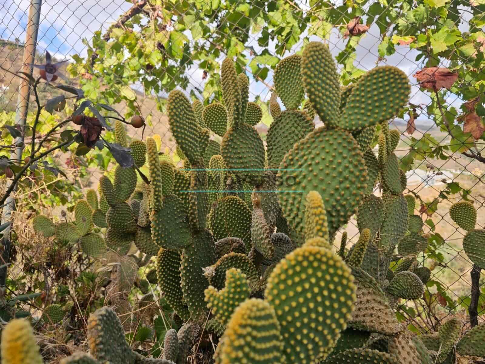 1 soveværelse Finca/Landehus til salg i Iznate - € 139.000 (Ref: 9262518)