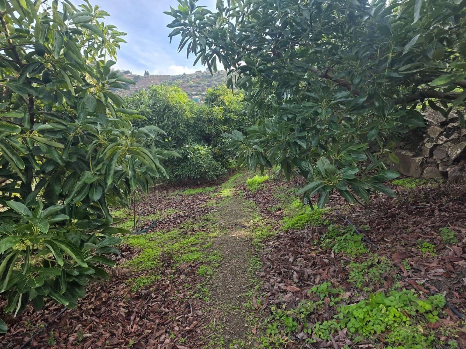 Terreno/Finca Rústica en Sayalonga en venta - 300.000 € (Ref: 9470363)