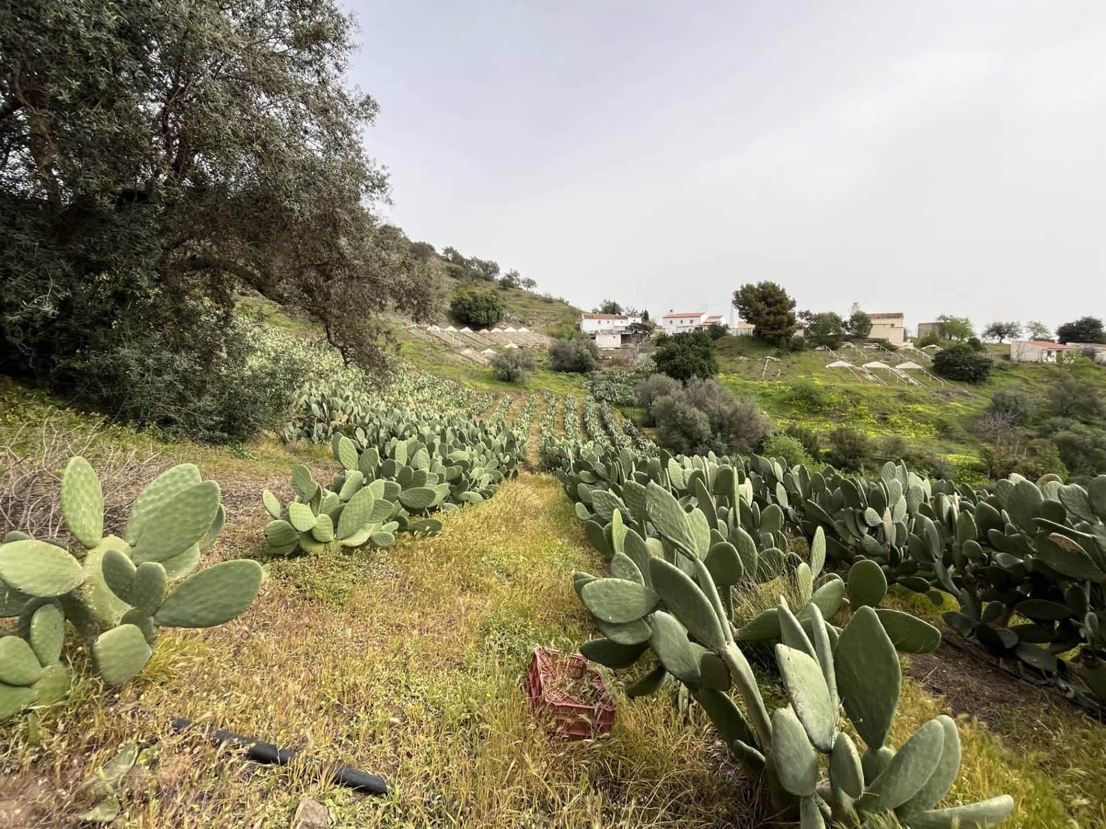 Terreno Não Urbanizado para venda em Velez-Malaga - 135 000 € (Ref: 9666449)