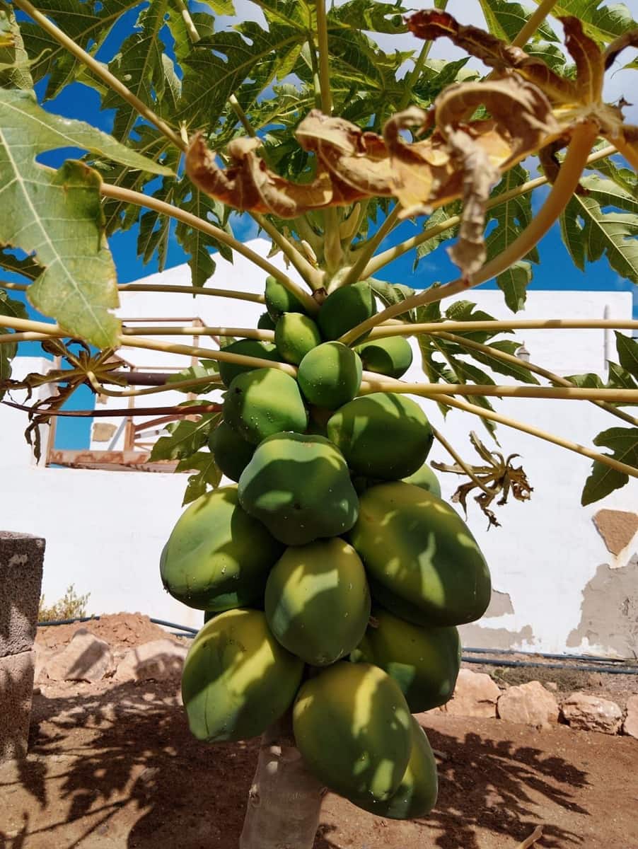 3 slaapkamer Finca/Landhuis te koop in Puerto del Rosario met garage - € 325.000 (Ref: 9042029)