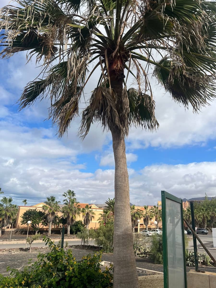 1 chambre Bungalow à vendre à Pajara - 220 000 € (Ref: 9436911)