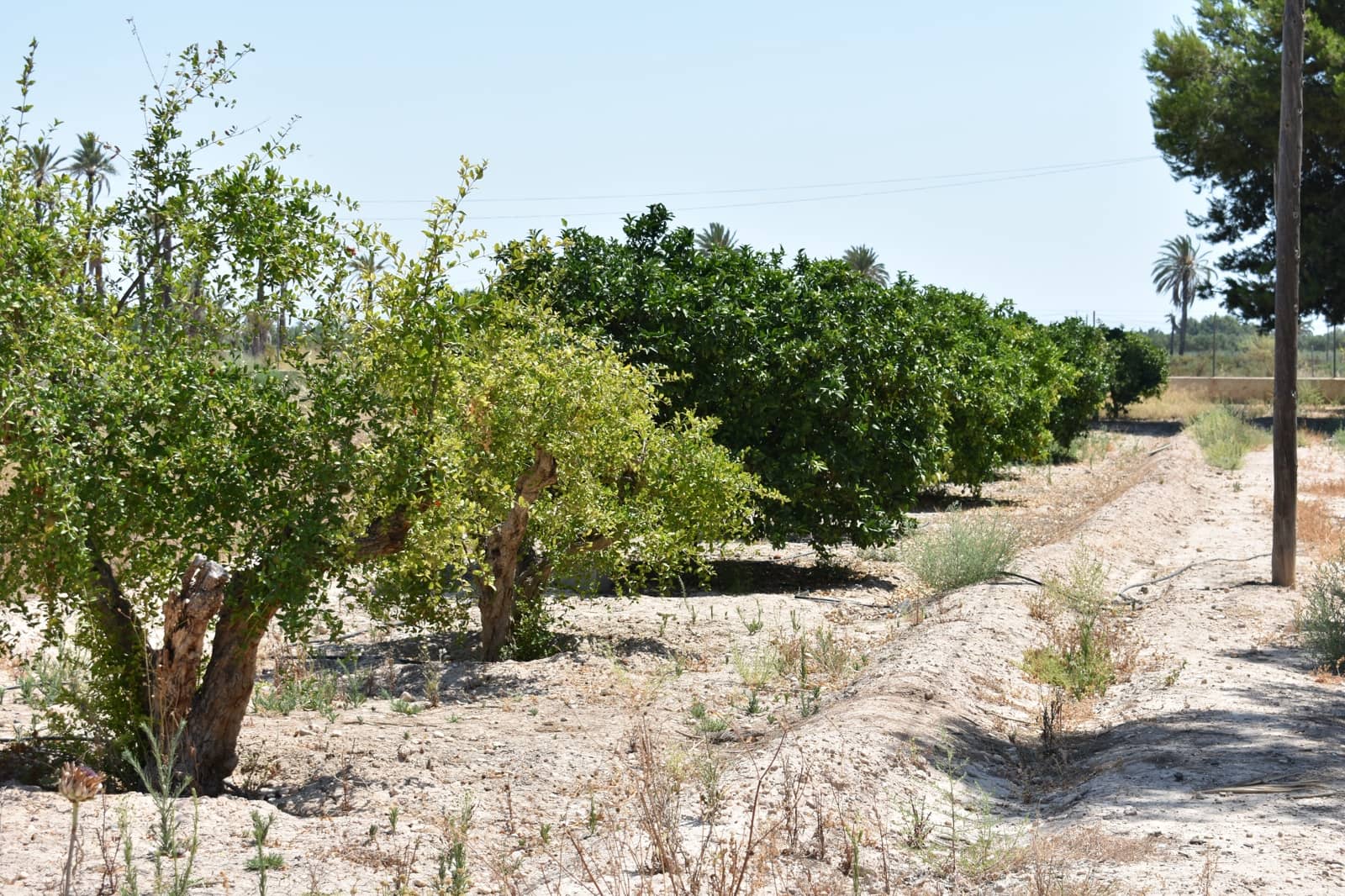 Grunde uden byggetilladelser til salg i Elche / Elx - € 415.000 (Ref: 9146487)