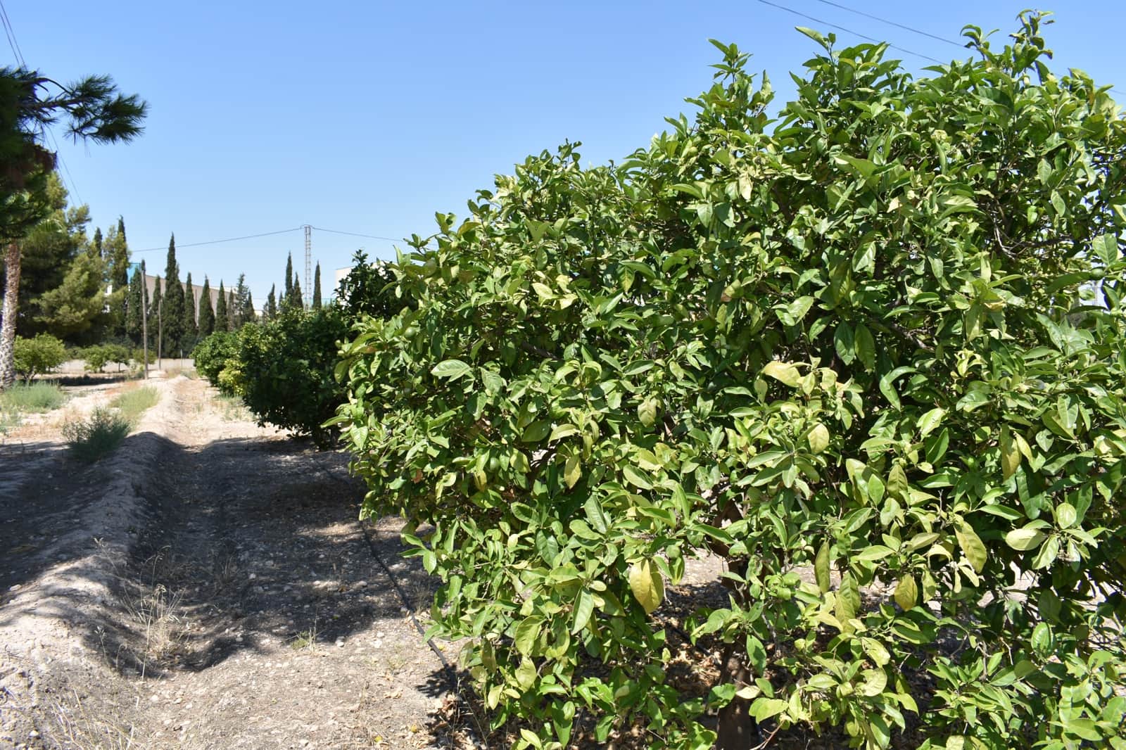 Grunde uden byggetilladelser til salg i Elche / Elx - € 415.000 (Ref: 9146487)