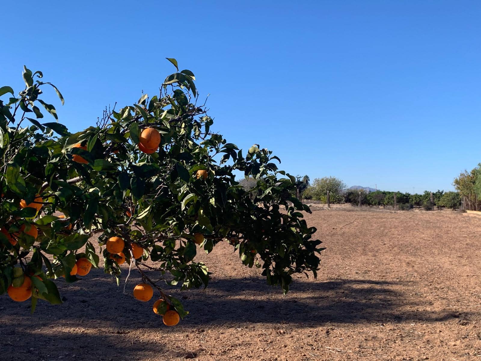 3 bedroom Finca/Country House for sale in La Marina with garage - € 311,000 (Ref: 9432679)