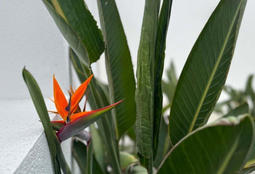 4 bedroom Villa for sale in Torrevieja with pool - € 495,000 (Ref: 9293645)