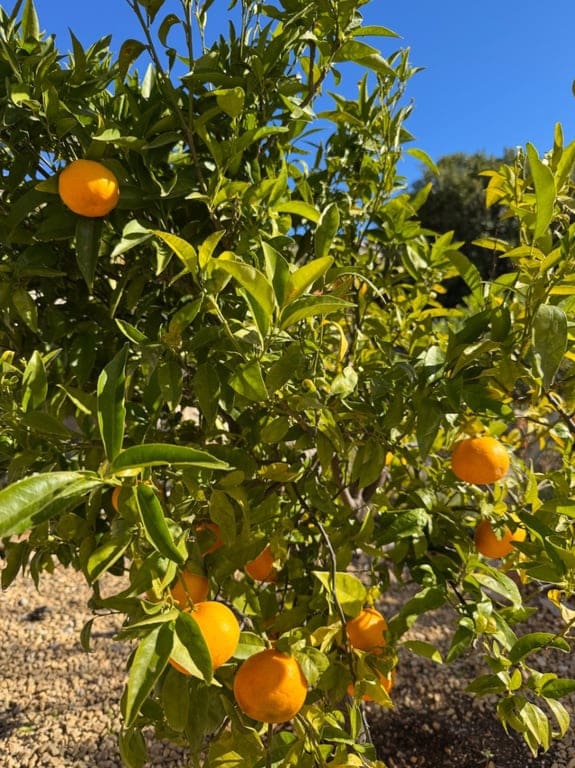 5 bedroom Villa for sale in Murla with pool garage - € 545,000 (Ref: 9533411)