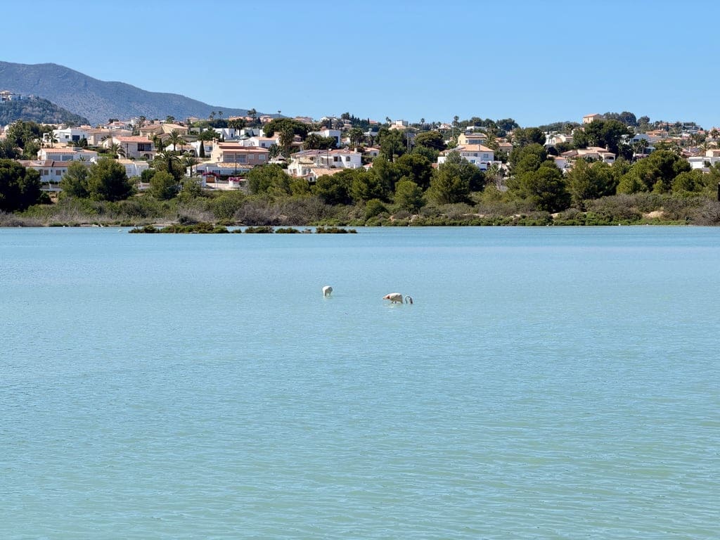 1 sovrum Lägenhet till salu i Calpe / Calp med pool - 189 000 € (Ref: 9867484)