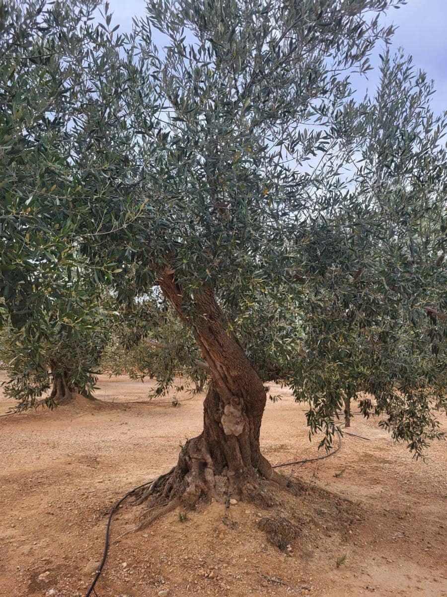 4 soverom Villa til salgs i Els Reguers med garasje - € 280 000 (Ref: 8262954)