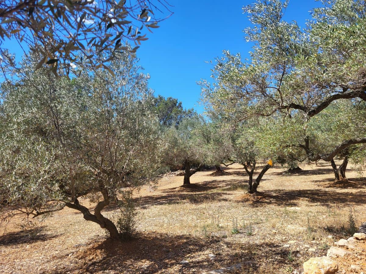 2 bedroom Finca/Country House for sale in L'Ampolla - € 85,000 (Ref: 8302615)