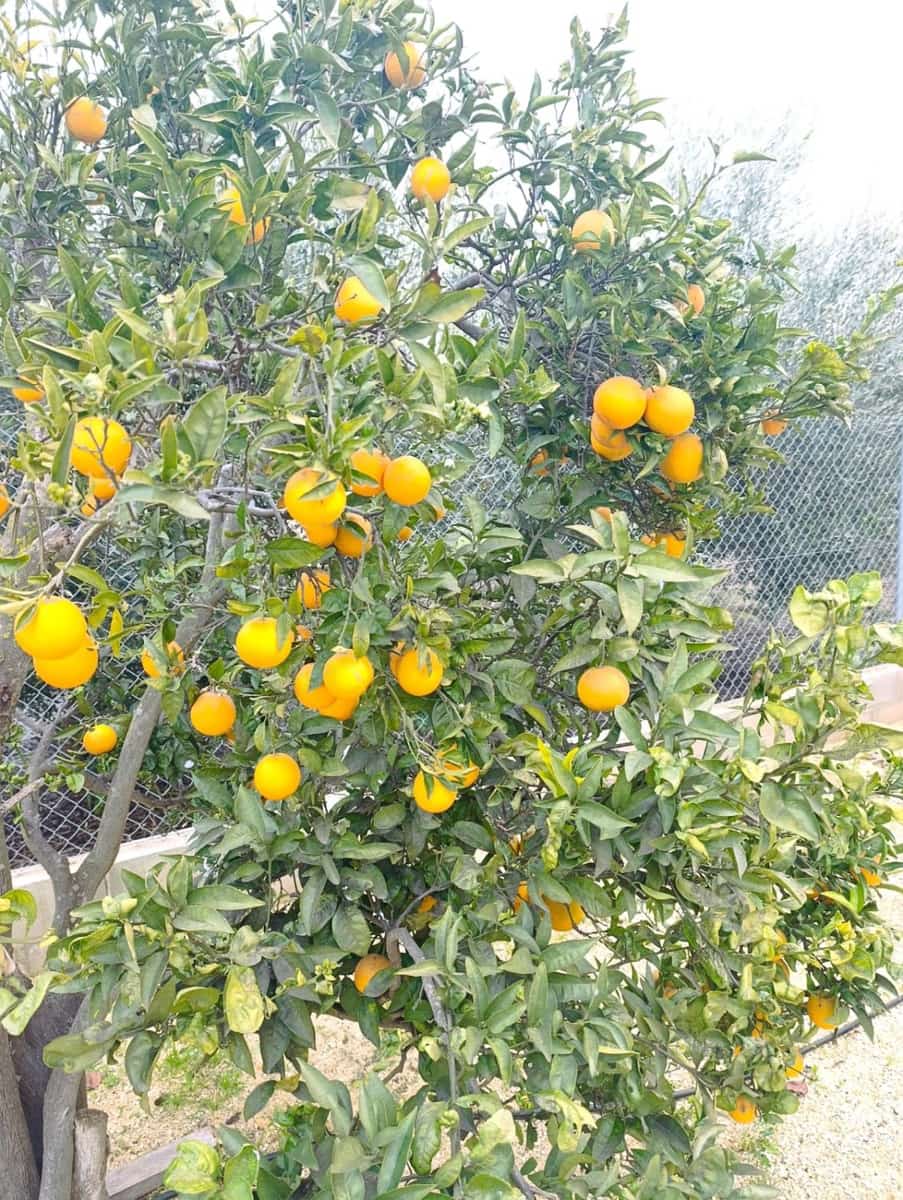 3 sovrum Villa till salu i Deltebre - 239 000 € (Ref: 9655774)