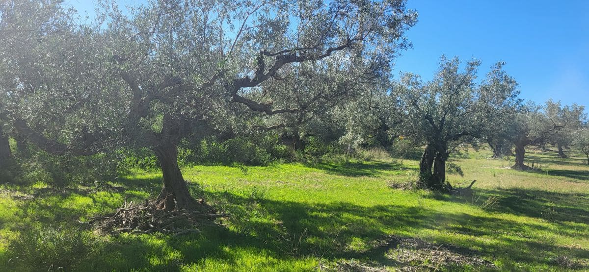 Finca/Country House for sale in El Raval de Crist - € 60,000 (Ref: 9833571)