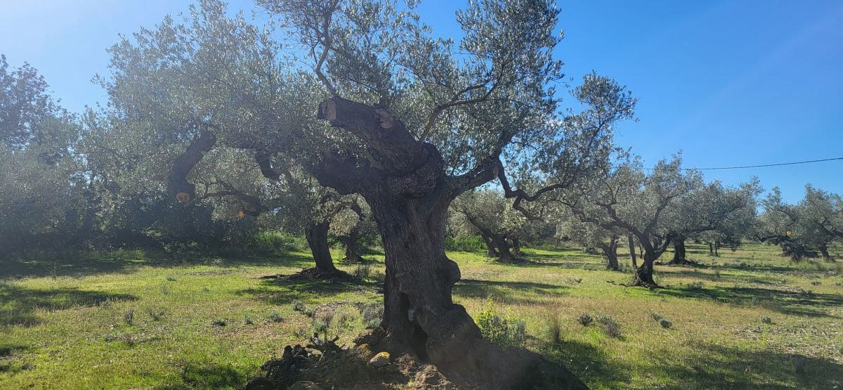 Finca/Country House for sale in El Raval de Crist - € 60,000 (Ref: 9833571)